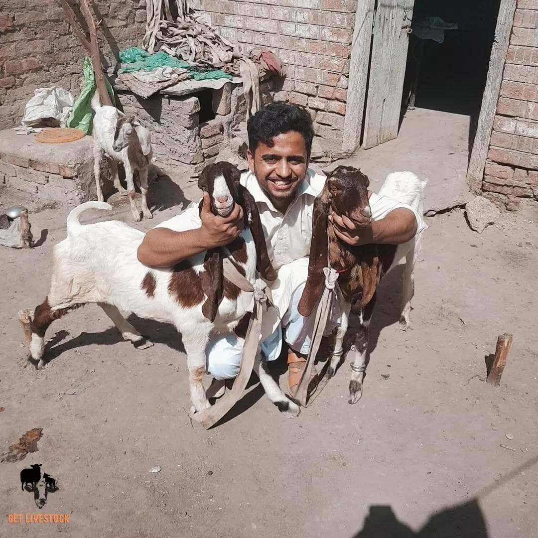 A farmer surrounded by goats at a livestock farm